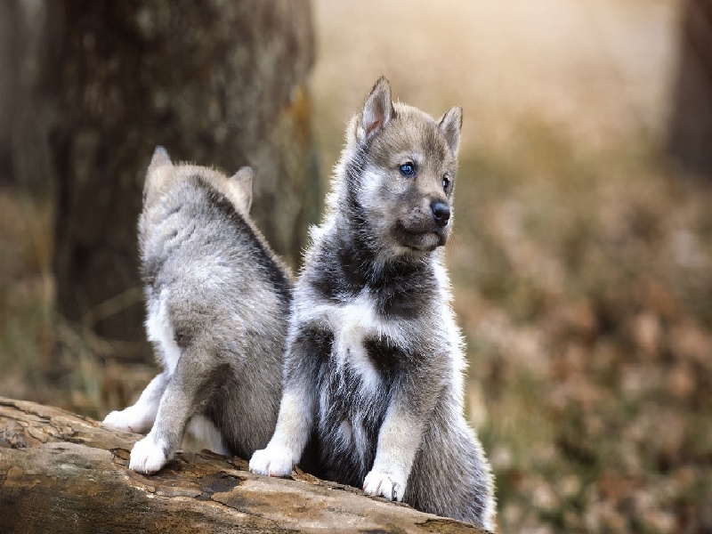 试管期间不退烧（试管促排粉末）